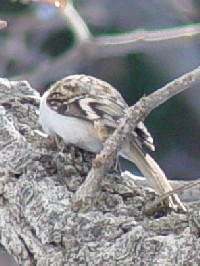 LoV@ty̑߂@kC@2008/02/05@ Photo by Kohyuh