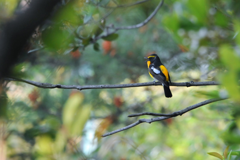 キビタキ （５態-2）　今が旬だよ　さくら公園の野鳥たち　八幡市　2015/05/06　Photo by Takase