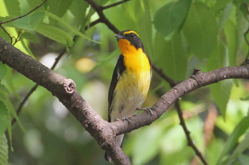 キビタキ （１１態-10）　大阪城　大阪市　2015/05/02　Photo by manda