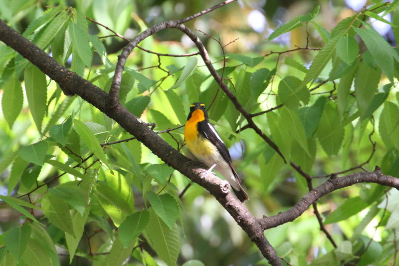 キビタキ （１１態-11）　大阪城　大阪市　2015/05/02　Photo by manda