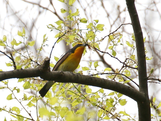 photo_20140416-7@Lr^L @ iS-1j@@2014/04/16-17@Photo by Manda@iʐ^񋟁F@ݓcj