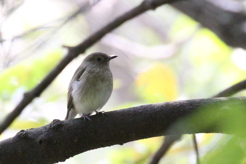 キビタキ♀　幼鳥　（３態-1）　2015/10/30　男山　八幡市　Photo by Manda