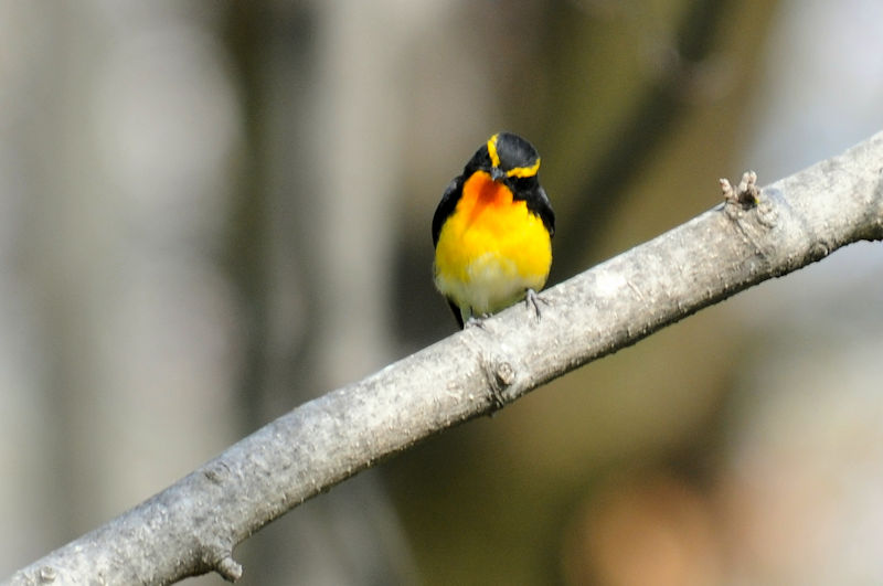 Lr^L  iR-1j @s 2019/04/13@Photo by Kohyuh