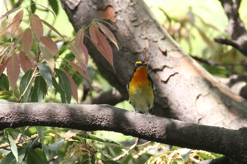 キビタキ （１１態-1）　大阪城　大阪市　2015/05/02　Photo by manda