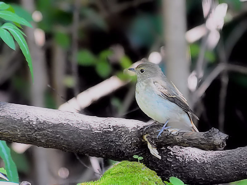 Lr^LiR-1j@썶݁@s@2018/10/28@Photo by Kohyuh