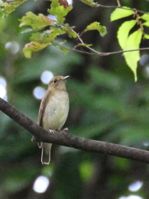 D Lr^L @@s@@2013/09/11@Photo by Manda