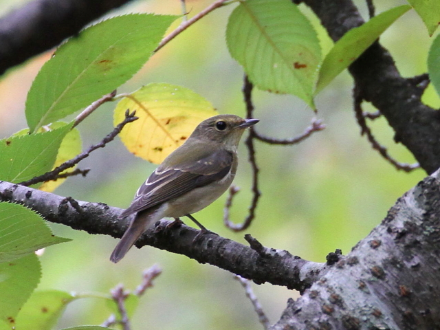 Lr^L @@@s@2014/10/06@Photo by Manda