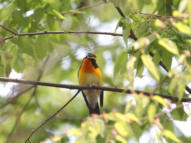 photo_20140416-7@Lr^L @ iS-2j@@2014/04/16-17@Photo by Manda@iʐ^񋟁F@ݓcj