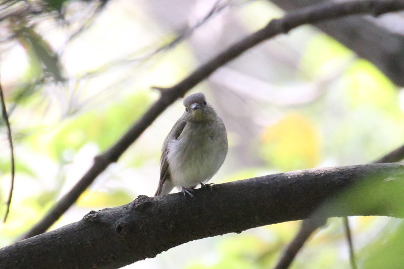 キビタキ♀　幼鳥　（３態-2）　2015/10/30　男山　八幡市　Photo by Manda