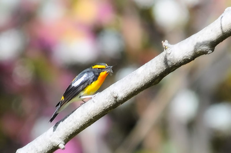 Lr^L  iR-2j @s 2019/04/13@Photo by Kohyuh