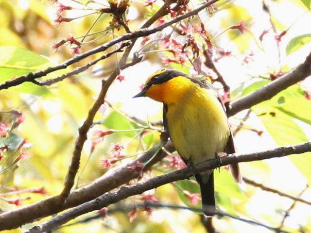 C Lr^L @@s@@2013/04/14@Photo by Manda