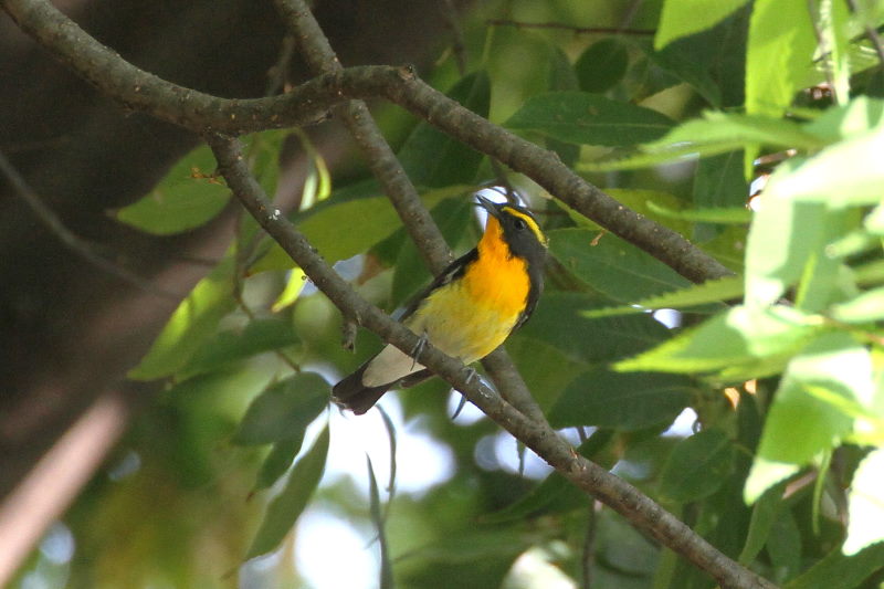 キビタキ （１１態-2）　大阪城　大阪市　2015/05/02　Photo by manda