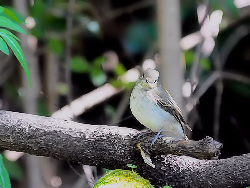 Lr^LiR-2j@썶݁@s@2018/10/28@Photo by Kohyuh
