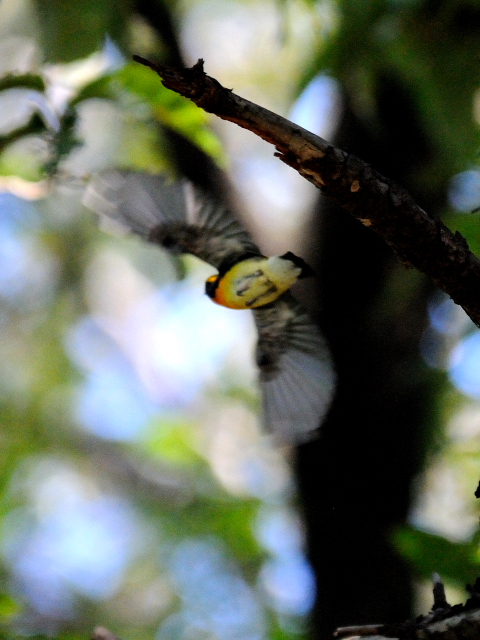 ③ キビタキ ♂　成鳥　千里南公園　吹田市　2012/09/28　Photo by Kohyuh