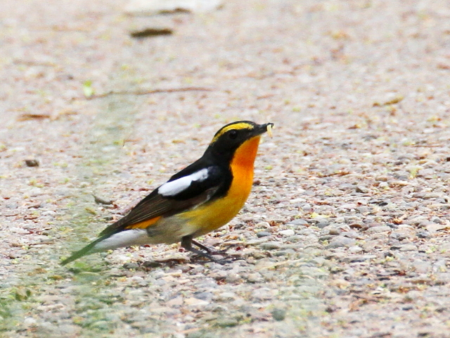 photo_20140416-7@Lr^L @ iS-3j@@2014/04/16-17@Photo by Manda@iʐ^񋟁F@ݓcj