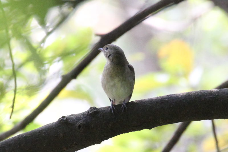 キビタキ♀　幼鳥　（３態-3）　2015/10/30　男山　八幡市　Photo by Manda