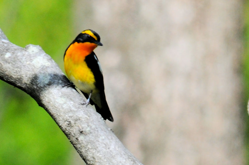 Lr^L  iR-3j @s 2019/04/13@Photo by Kohyuh