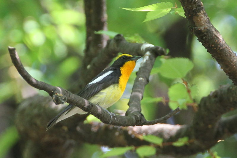 キビタキ （１１態-3）　大阪城　大阪市　2015/05/02　Photo by manda