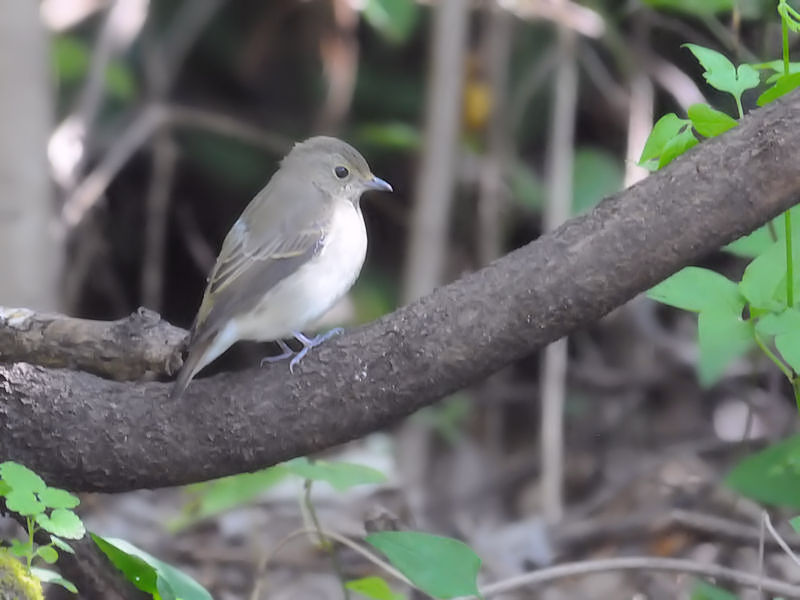 Lr^LiR-3j@썶݁@s@2018/10/28@Photo by Kohyuh