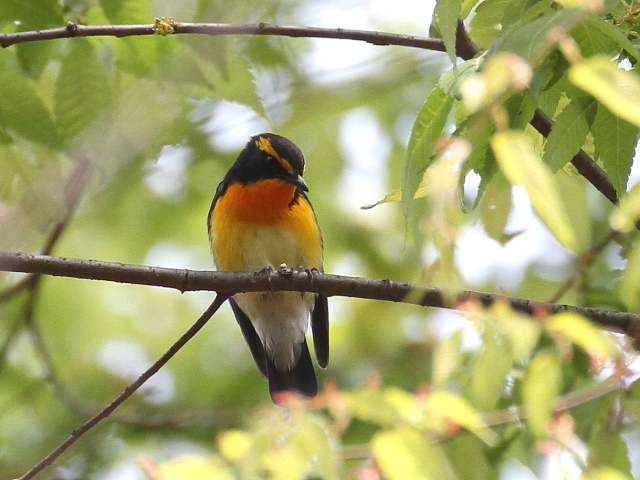 photo_20140416-7@Lr^L @ iS-4j@@2014/04/16-17@Photo by Manda@iʐ^񋟁F@ݓcj