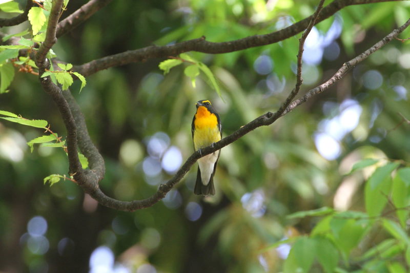 キビタキ （１１態-4）　大阪城　大阪市　2015/05/02　Photo by manda