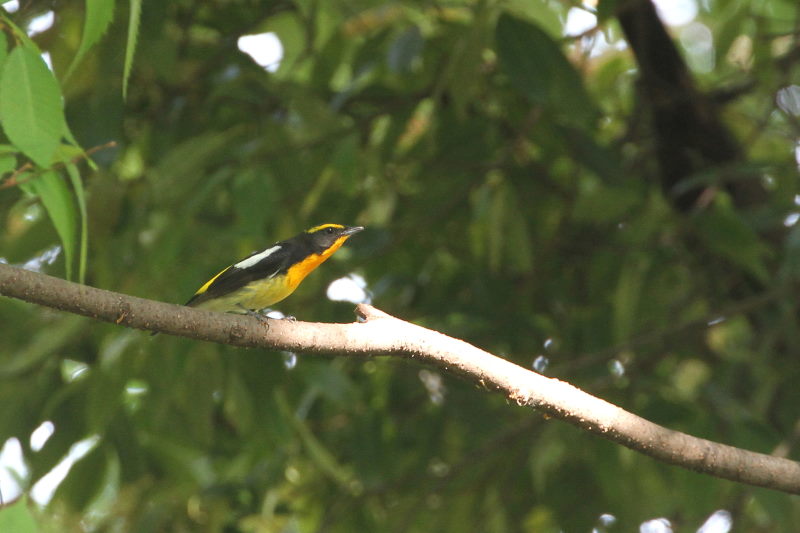 キビタキ （１１態-5）　大阪城　大阪市　2015/05/02　Photo by manda