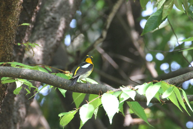 キビタキ （１１態-6）　大阪城　大阪市　2015/05/02　Photo by manda