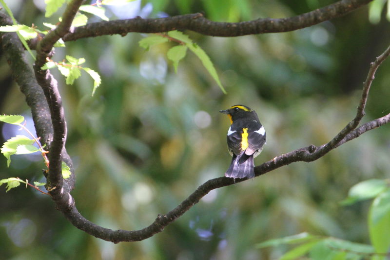 キビタキ （１１態-8）　大阪城　大阪市　2015/05/02　Photo by manda