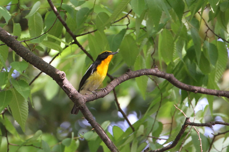 キビタキ （１１態-9）　大阪城　大阪市　2015/05/02　Photo by manda