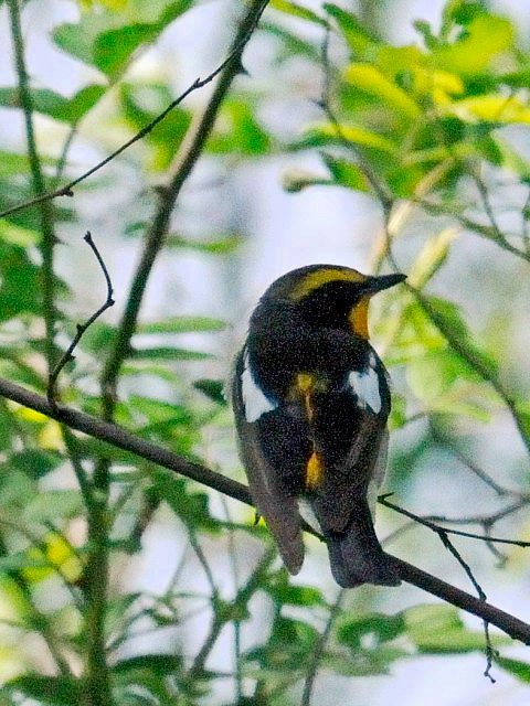 B Lr^L @@s@썶݁@2010/04/25@Photo by Kohyuh