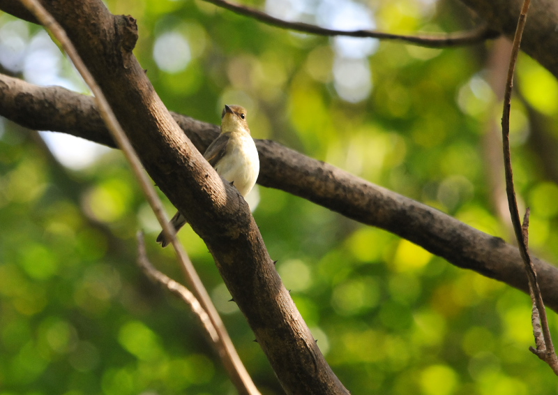 Lr^L @@jR@s@2016/11/04@Photo by Takase