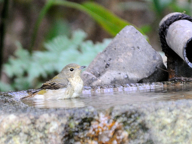 ⑤ キビタキ ♀　成鳥　御所　京都市　2012/09/20　Photo by Kohyuh