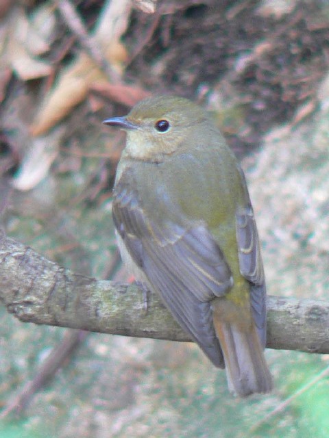 A sLr^L t@s@@2007/10/29@Photo by Takase@iʐ^񋟁F@j