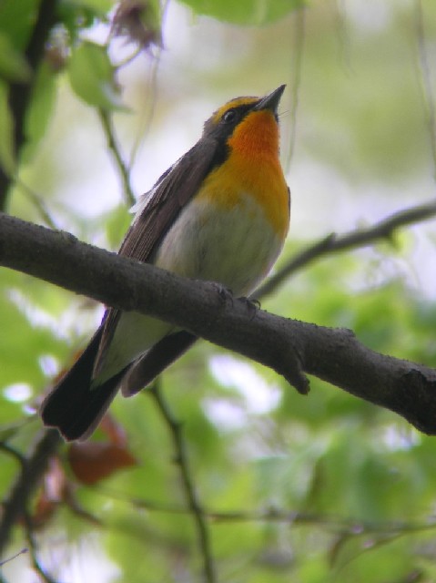 @ sLr^L t@s@jR@2006/04/24@Photo by Takayama