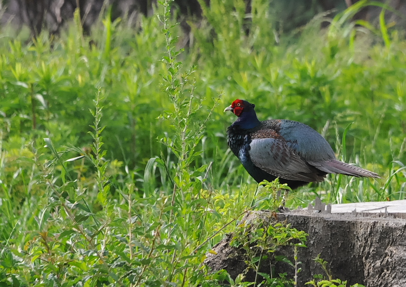 キジ（８態-1）　淀川左岸　枚方市　2018/05/16　Photo by Takase　（写真提供：　高瀬）