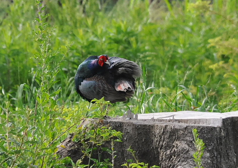 キジ（８態-2）　淀川左岸　枚方市　2018/05/16　Photo by Takase　（写真提供：　高瀬）