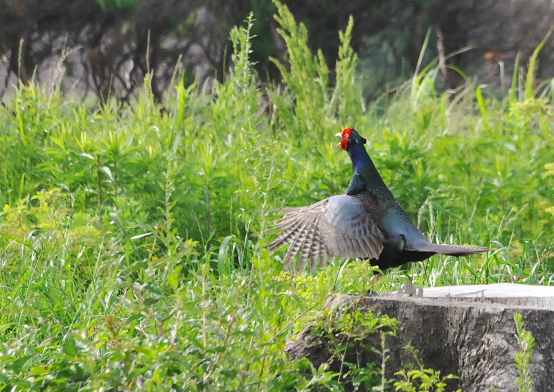 キジ（８態-4）　淀川左岸　枚方市　2018/05/16　Photo by Takase　（写真提供：　高瀬）