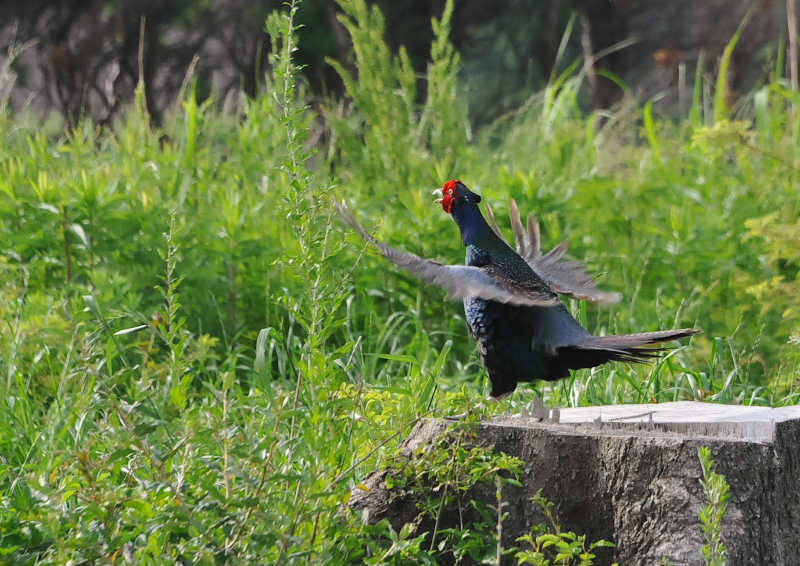 キジ（８態-5）　淀川左岸　枚方市　2018/05/16　Photo by Takase　（写真提供：　高瀬）