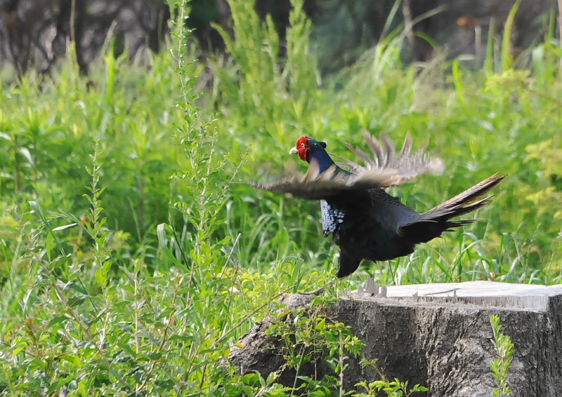 キジ（８態-6）　淀川左岸　枚方市　2018/05/16　Photo by Takase　（写真提供：　高瀬）