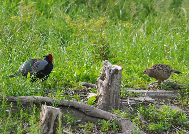 キジ（８態-7）　淀川左岸　枚方市　2018/05/16　Photo by Takase　（写真提供：　高瀬）