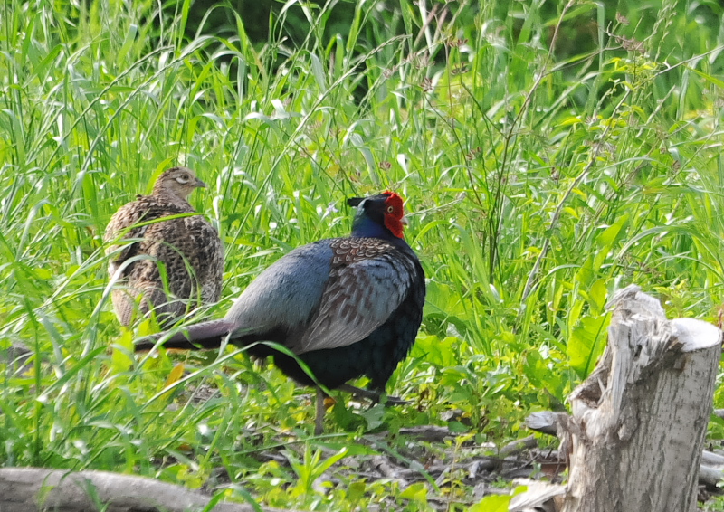 キジ（８態-8）　淀川左岸　枚方市　2018/05/16　Photo by Takase　（写真提供：　高瀬）