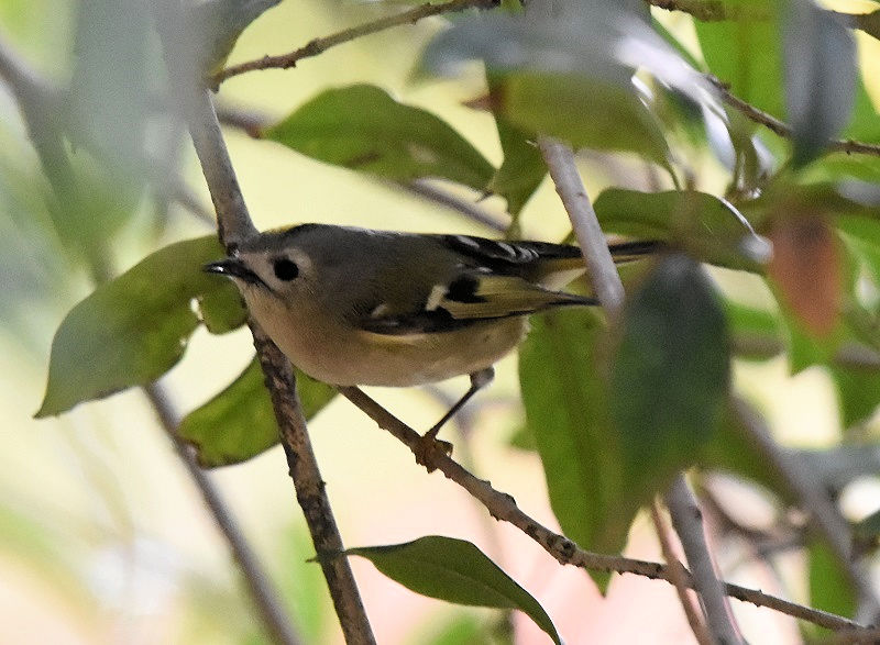 LNC^_L@iW-1j@@@{s@2017/11/23@ Photo by Hyashi