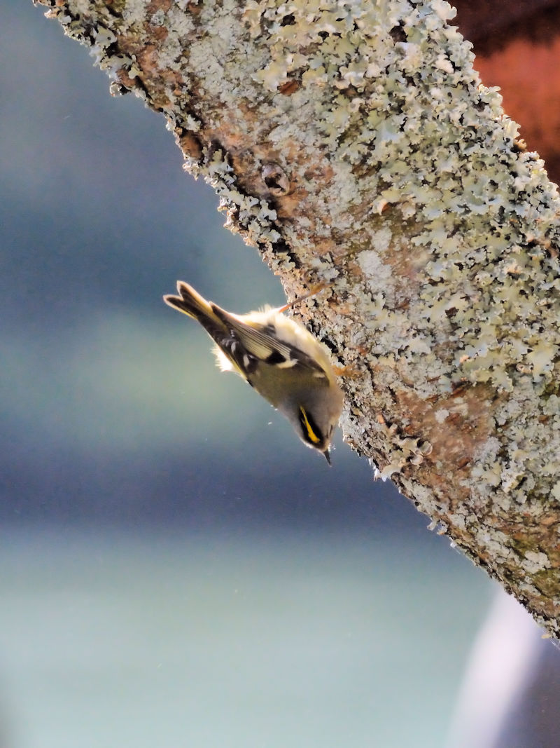 くろんど池の野鳥たち（１５態-3） くろんど池　生駒市 2018/01/15　Photo by Kohyuh （写真提供：　好酉）