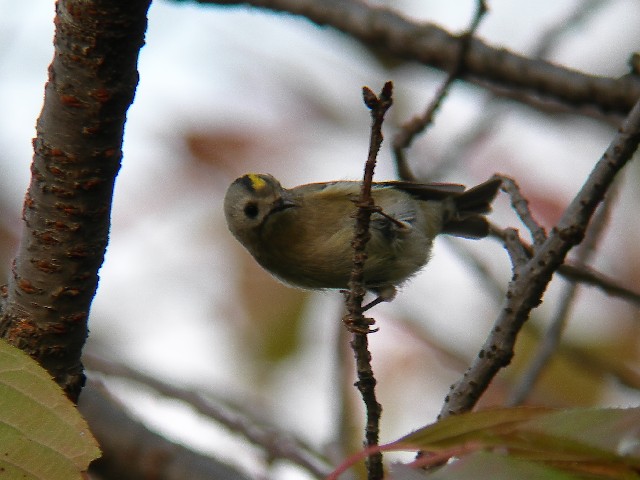 A LNC^_L@@s@@2009/10/30@ Photo by Takayama
