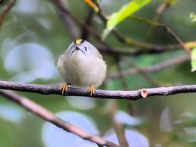 ⑦ キクイタダキ　成鳥　大阪城　2013/01/23　Photo by Kohyuh