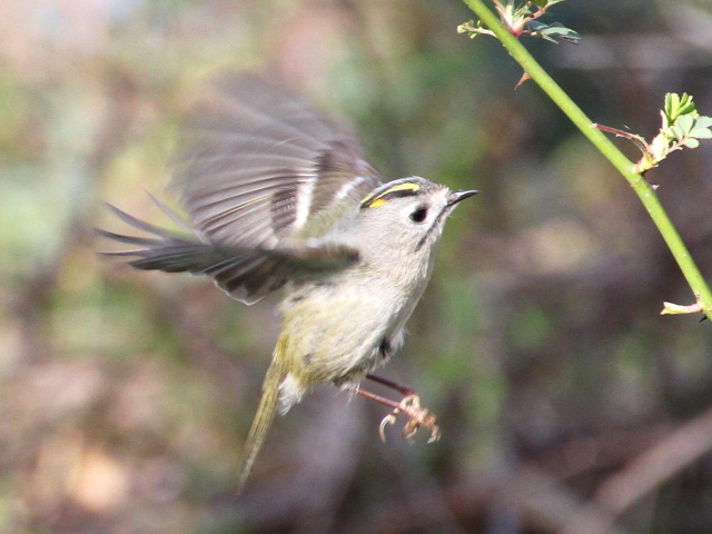 ⑩-１　キクイタダキ　成鳥　かわきた自然運動公園　八幡市　2013/03/12　Photo by Manda
