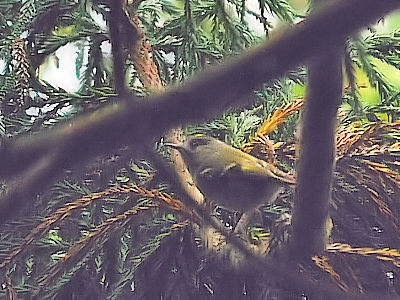 噂のキクイタダキ　2012/10/25　Photo by Kohyuh