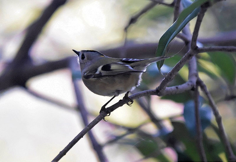 LNC^_L@iW-2j@@@{s@2017/11/23@ Photo by Hyashi