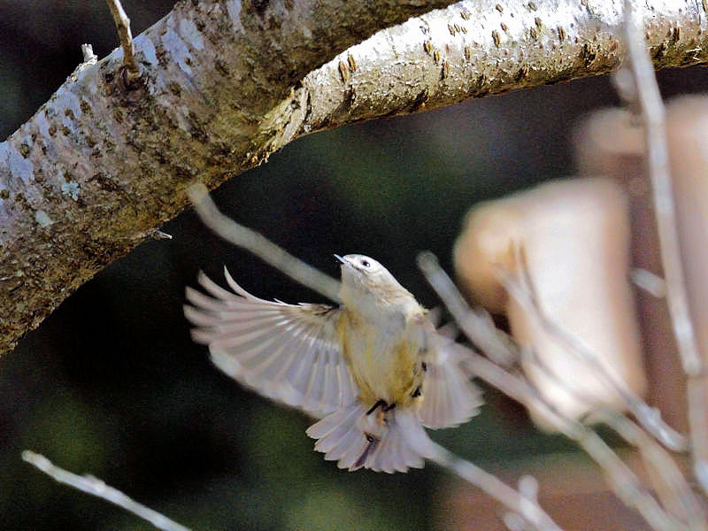 くろんど池の野鳥たち（１５態-4） くろんど池　生駒市 2018/01/15　Photo by Kohyuh （写真提供：　好酉）