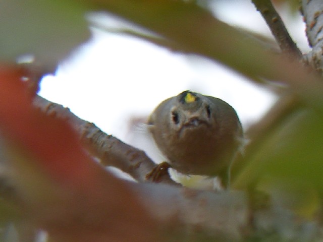 B LNC^_L@@s@@2009/10/30@ Photo by Takayama